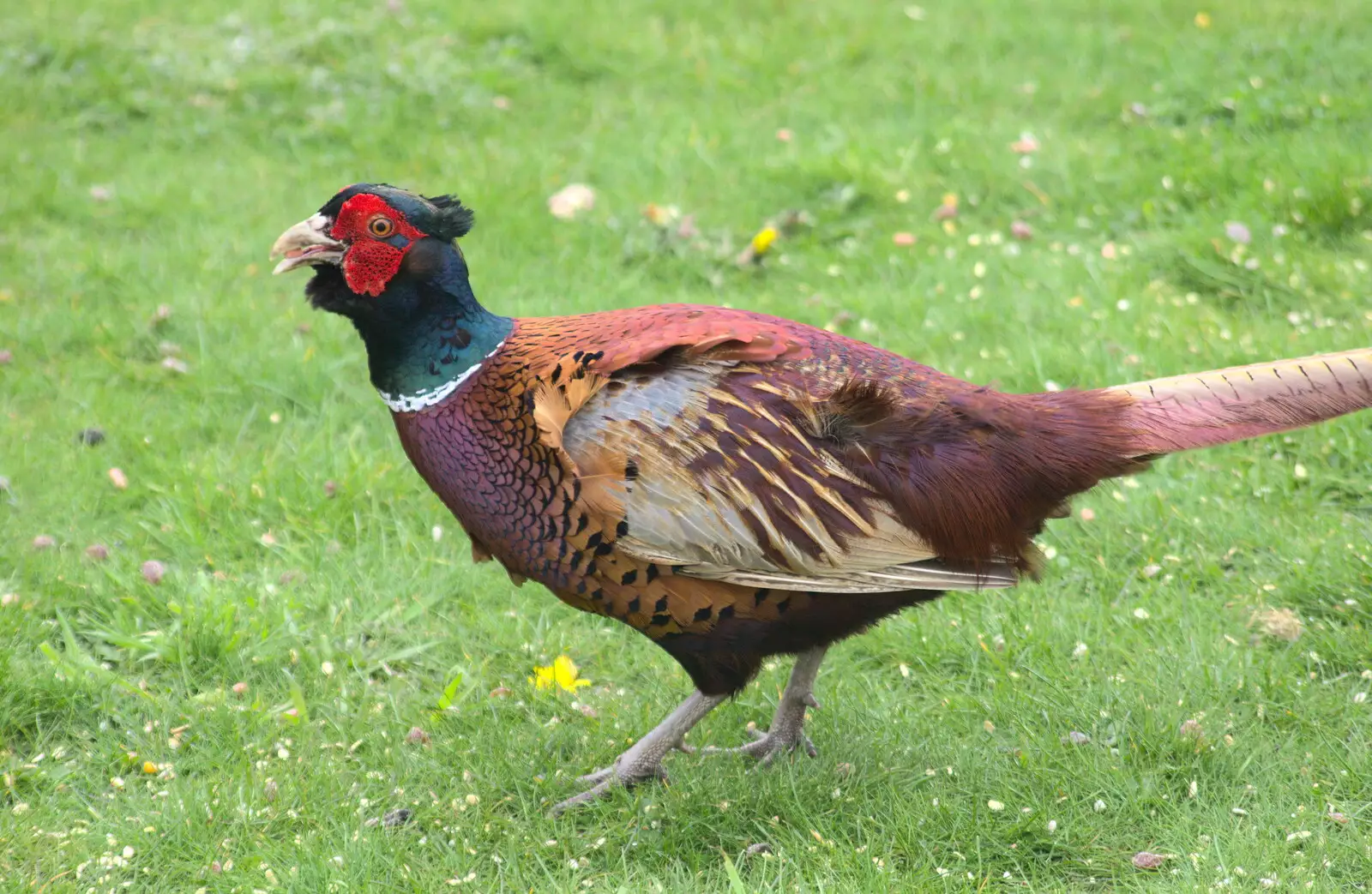 Mother's semi-tame pheasant, from Grandma J's and a Day on the Beach, Spreyton and Exmouth, Devon - 13th April 2017