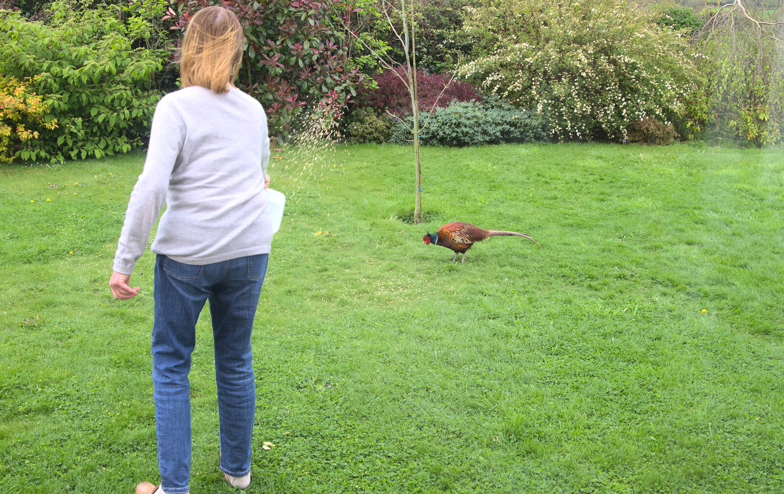 Mother feeds her pet pheasants from A Barbeque, Grimspound and Pizza, Dartmoor and Exeter, Devon - 15th April 2017