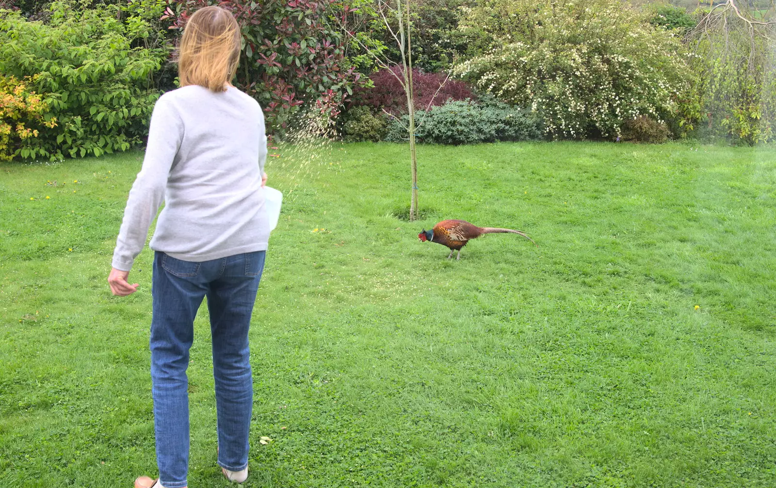 Mother feeds her pet pheasants, from A Barbeque, Grimspound and Pizza, Dartmoor and Exeter, Devon - 15th April 2017