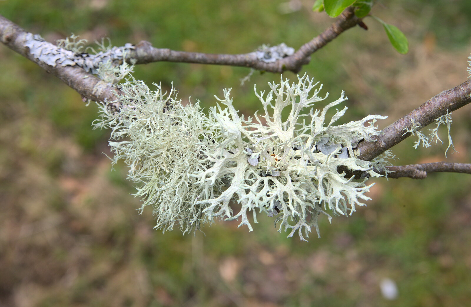 Lichen on a twig is like small trees from A Barbeque, Grimspound and Pizza, Dartmoor and Exeter, Devon - 15th April 2017