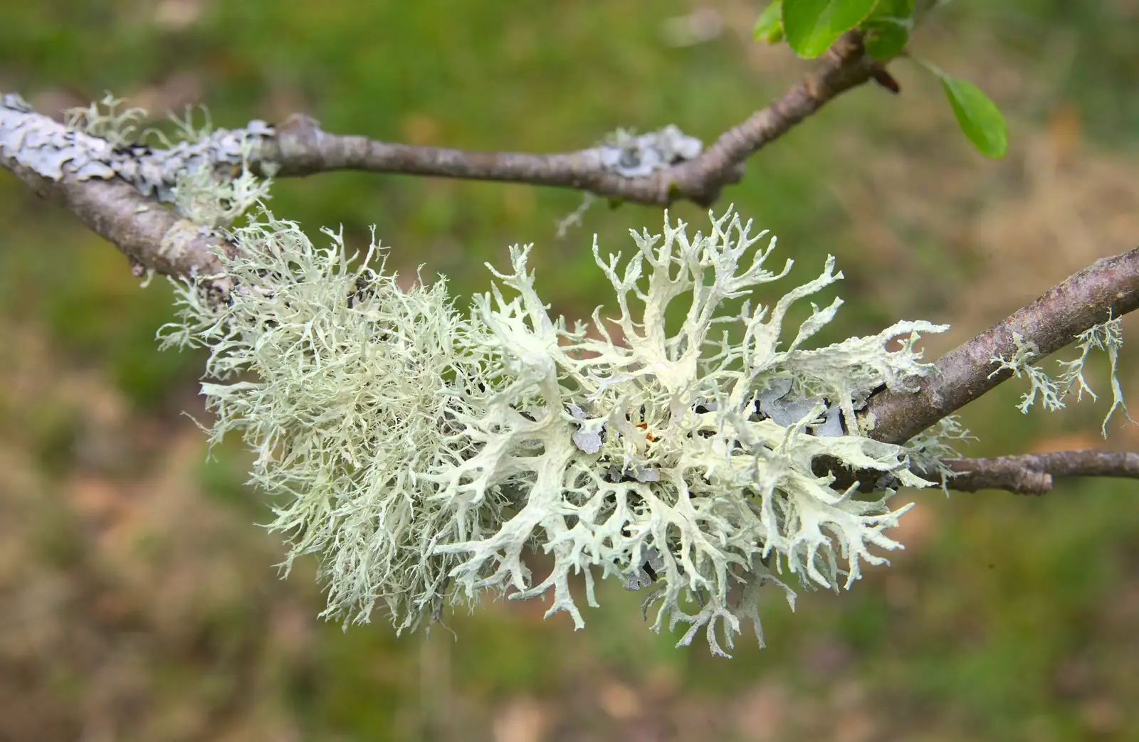 Lichen on a twig is like small trees, from A Barbeque, Grimspound and Pizza, Dartmoor and Exeter, Devon - 15th April 2017