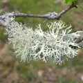 Lichen on a twig is like small trees, A Barbeque, Grimspound and Pizza, Dartmoor and Exeter, Devon - 15th April 2017