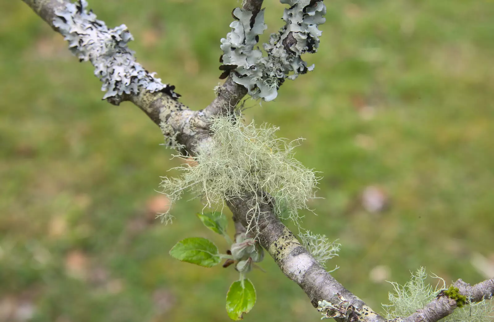 An interesting variety of lichen, from A Barbeque, Grimspound and Pizza, Dartmoor and Exeter, Devon - 15th April 2017