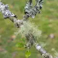 An interesting variety of lichen, A Barbeque, Grimspound and Pizza, Dartmoor and Exeter, Devon - 15th April 2017