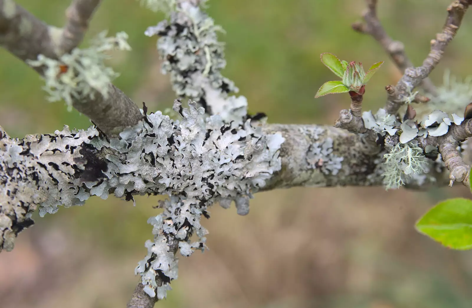 More lichen on a tree, from A Barbeque, Grimspound and Pizza, Dartmoor and Exeter, Devon - 15th April 2017