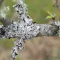 More lichen on a tree, A Barbeque, Grimspound and Pizza, Dartmoor and Exeter, Devon - 15th April 2017