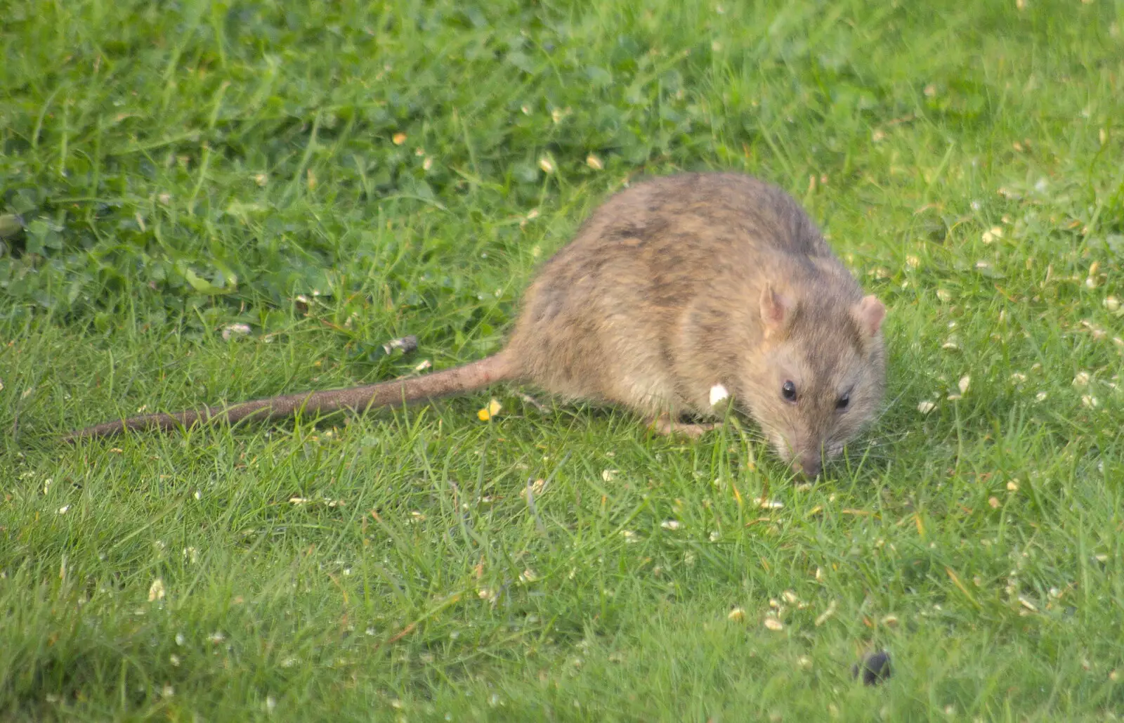 Mother's got rats, thanks to all the bird food, from A Barbeque, Grimspound and Pizza, Dartmoor and Exeter, Devon - 15th April 2017