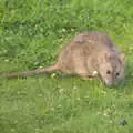 Mother's got rats, thanks to all the bird food, A Barbeque, Grimspound and Pizza, Dartmoor and Exeter, Devon - 15th April 2017