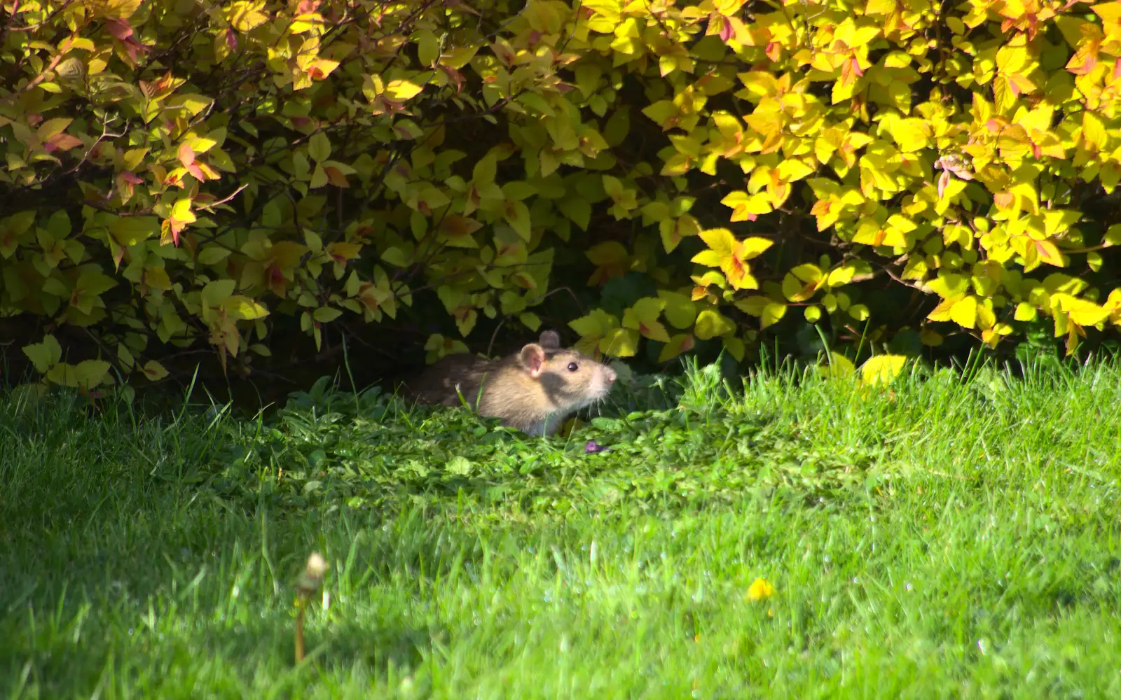 A rat lurks under a bush, from A Barbeque, Grimspound and Pizza, Dartmoor and Exeter, Devon - 15th April 2017