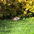 A rat lurks under a bush, A Barbeque, Grimspound and Pizza, Dartmoor and Exeter, Devon - 15th April 2017