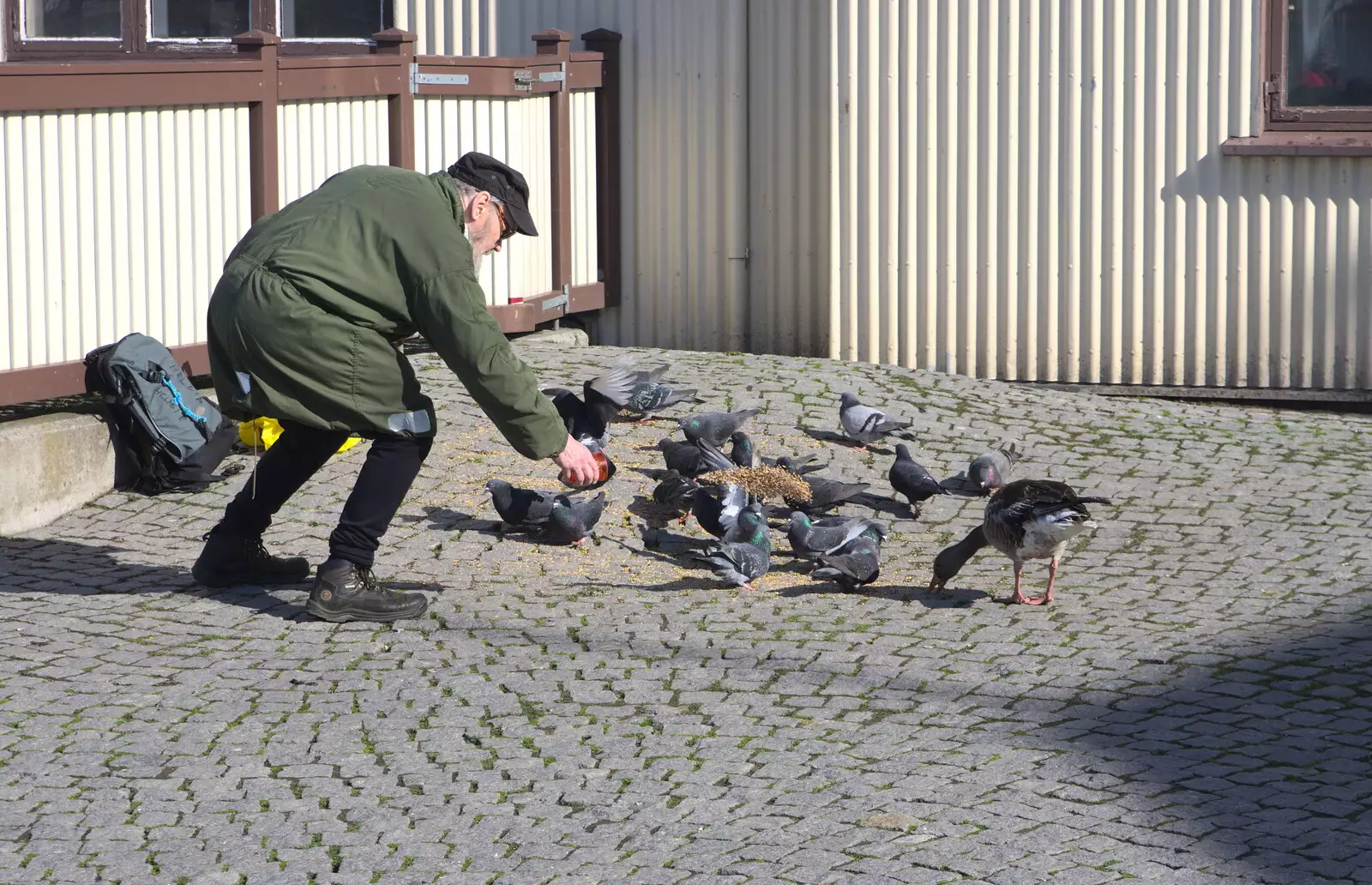 An old dude feeds the pigeons, from Hallgrímskirkja Cathedral and Whale Watching, Reykjavik - 21st April 2017