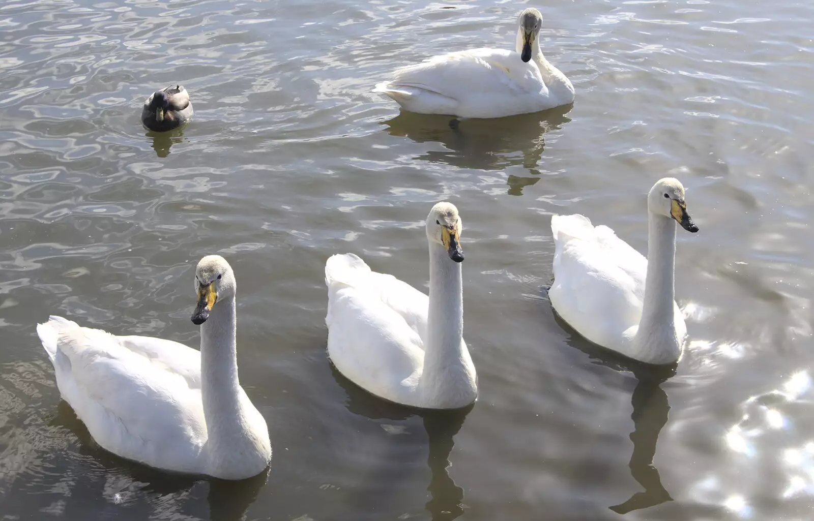 Thick-necked swans, from Hallgrímskirkja Cathedral and Whale Watching, Reykjavik - 21st April 2017