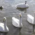 Thick-necked swans, Hallgrímskirkja Cathedral and Whale Watching, Reykjavik - 21st April 2017