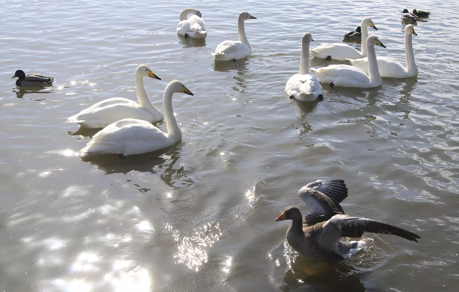 Swans and geese on the lake, from Hallgrímskirkja Cathedral and Whale Watching, Reykjavik - 21st April 2017