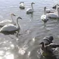 Swans and geese on the lake, Hallgrímskirkja Cathedral and Whale Watching, Reykjavik - 21st April 2017