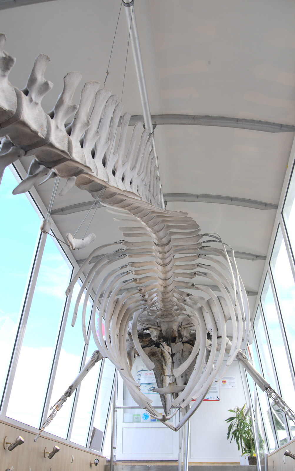 A whale skeleton from Hallgrímskirkja Cathedral and Whale Watching, Reykjavik - 21st April 2017