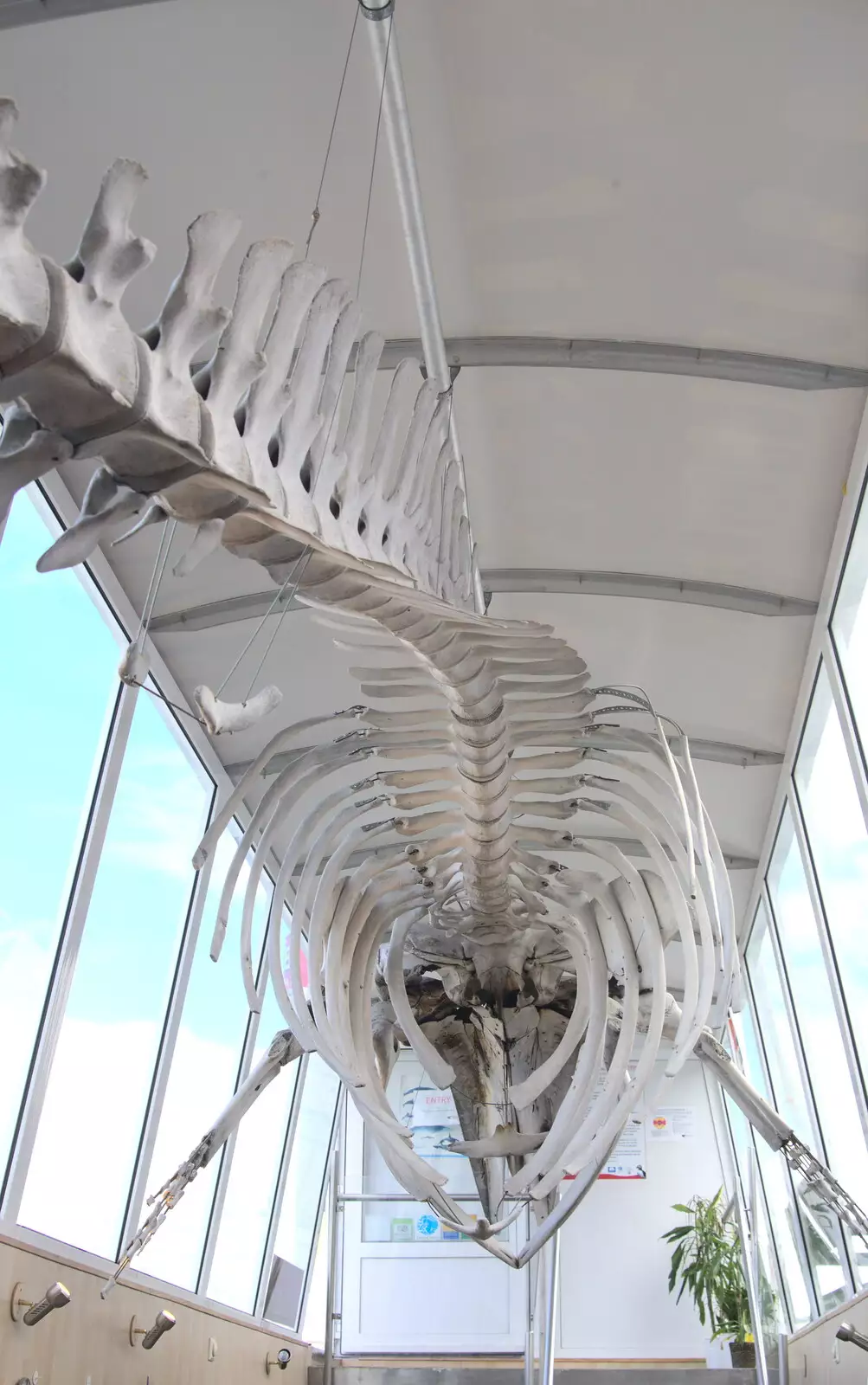 A whale skeleton, from Hallgrímskirkja Cathedral and Whale Watching, Reykjavik - 21st April 2017