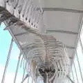 A whale skeleton, Hallgrímskirkja Cathedral and Whale Watching, Reykjavik - 21st April 2017