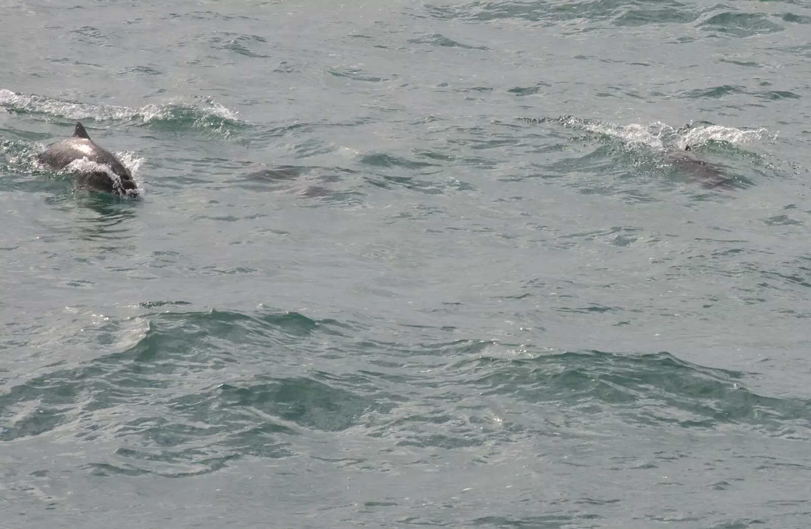 We don't spot any whales, but do see some porpoises, from Hallgrímskirkja Cathedral and Whale Watching, Reykjavik - 21st April 2017