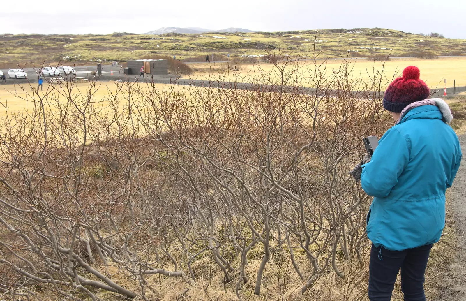 Isobel takes a photo of a bare bush, from The Golden Circle of Ísland, Iceland - 22nd April 2017