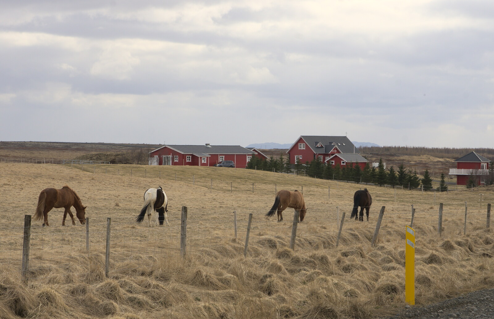 Icelandic ponies on a farm from The Golden Circle of Ísland, Iceland - 22nd April 2017