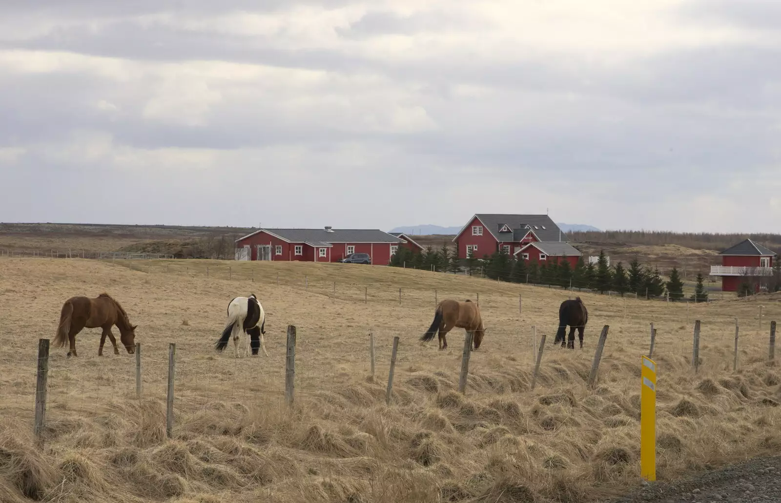 Icelandic ponies on a farm, from The Golden Circle of Ísland, Iceland - 22nd April 2017