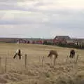 Icelandic ponies on a farm, The Golden Circle of Ísland, Iceland - 22nd April 2017