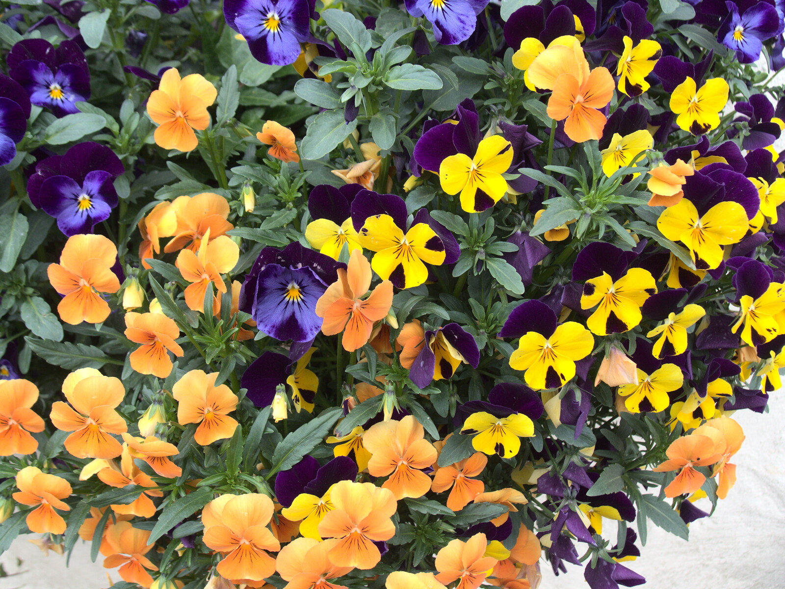 Pansies in a hanging basket from The Last-Ever BSCC Weekend Away Bike Ride, Thaxted, Essex - 6th May 2017