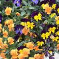 Pansies in a hanging basket, The Last-Ever BSCC Weekend Away Bike Ride, Thaxted, Essex - 6th May 2017