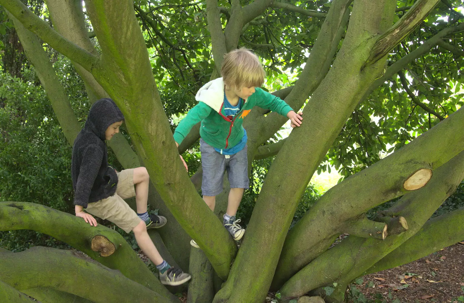 The boys find a climbey tree, from A Postcard From Thaxted, Essex - 7th May 2017