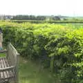 Fred looks out over the fields, A Postcard From Thaxted, Essex - 7th May 2017