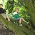 The boys are back up in their tree, A Postcard From Thaxted, Essex - 7th May 2017