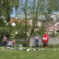 Bird attack, The Diss Organ Festival, Diss, Norfolk - 14th May 2017