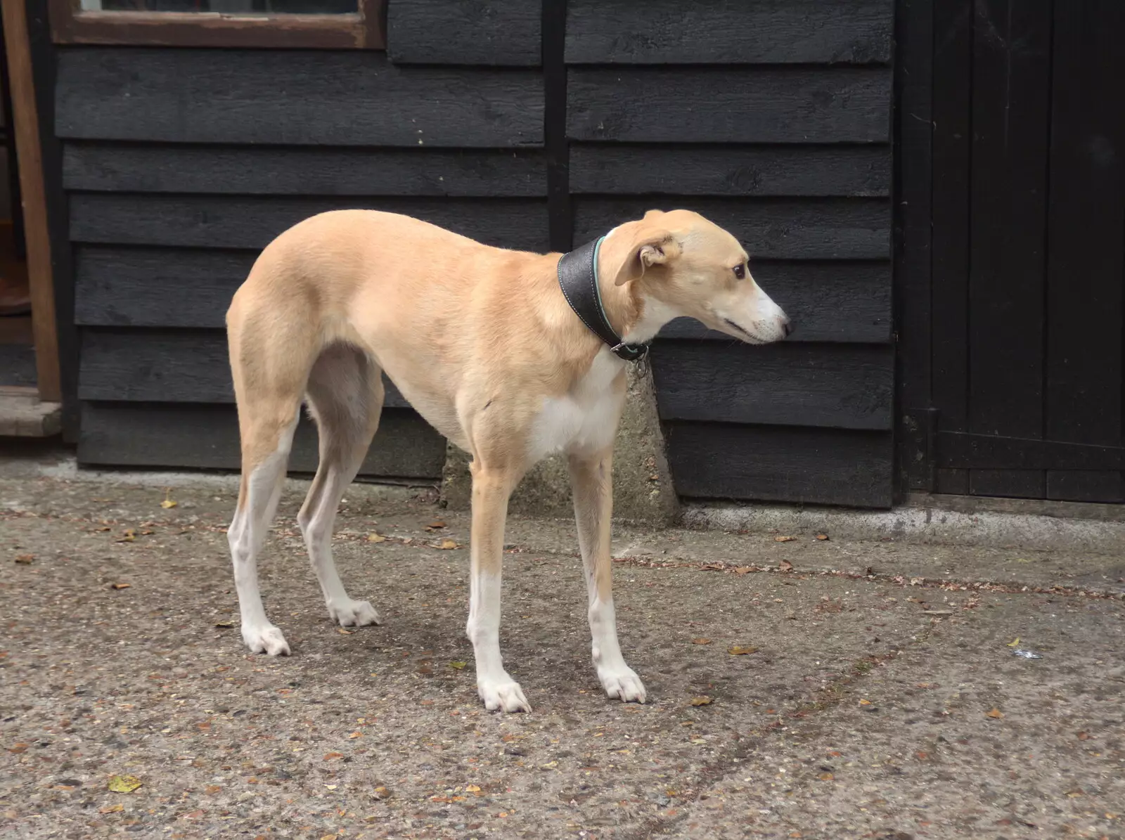 A dog looks a bit folorn, from A Day at the Grain Brewery Open Day, Alburgh, Suffolk - 20th May 2017