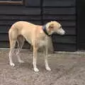 A dog looks a bit folorn, A Day at the Grain Brewery Open Day, Alburgh, Suffolk - 20th May 2017