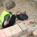 Fred strokes a rabbit, which soon escapes, Clive and Suzanne's Party, Braisworth, Suffolk - 21st May 2017