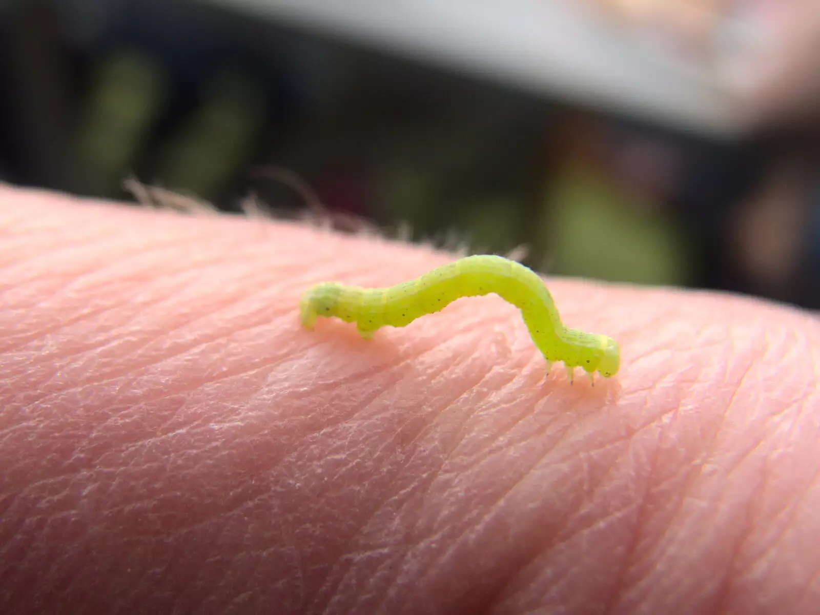 A tiny green caterpillar crawls around, from Clive and Suzanne's Party, Braisworth, Suffolk - 21st May 2017