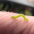 A tiny green caterpillar crawls around, Clive and Suzanne's Party, Braisworth, Suffolk - 21st May 2017