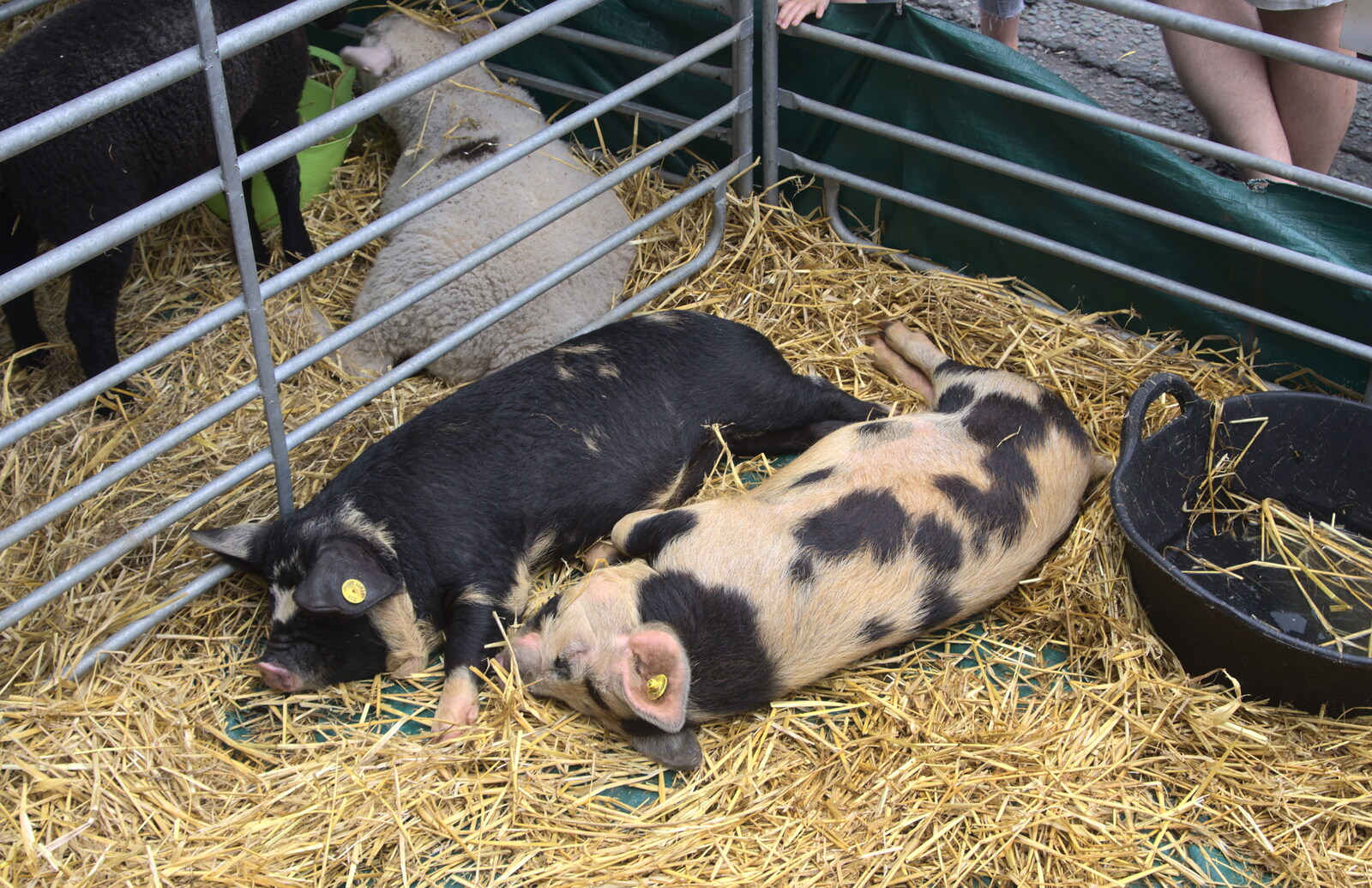Patchy piglets have a sleep from Wavy and Martina's Combined Birthdays, Thrandeston, Suffolk - 27th May 2017