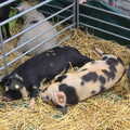 Patchy piglets have a sleep, Wavy and Martina's Combined Birthdays, Thrandeston, Suffolk - 27th May 2017