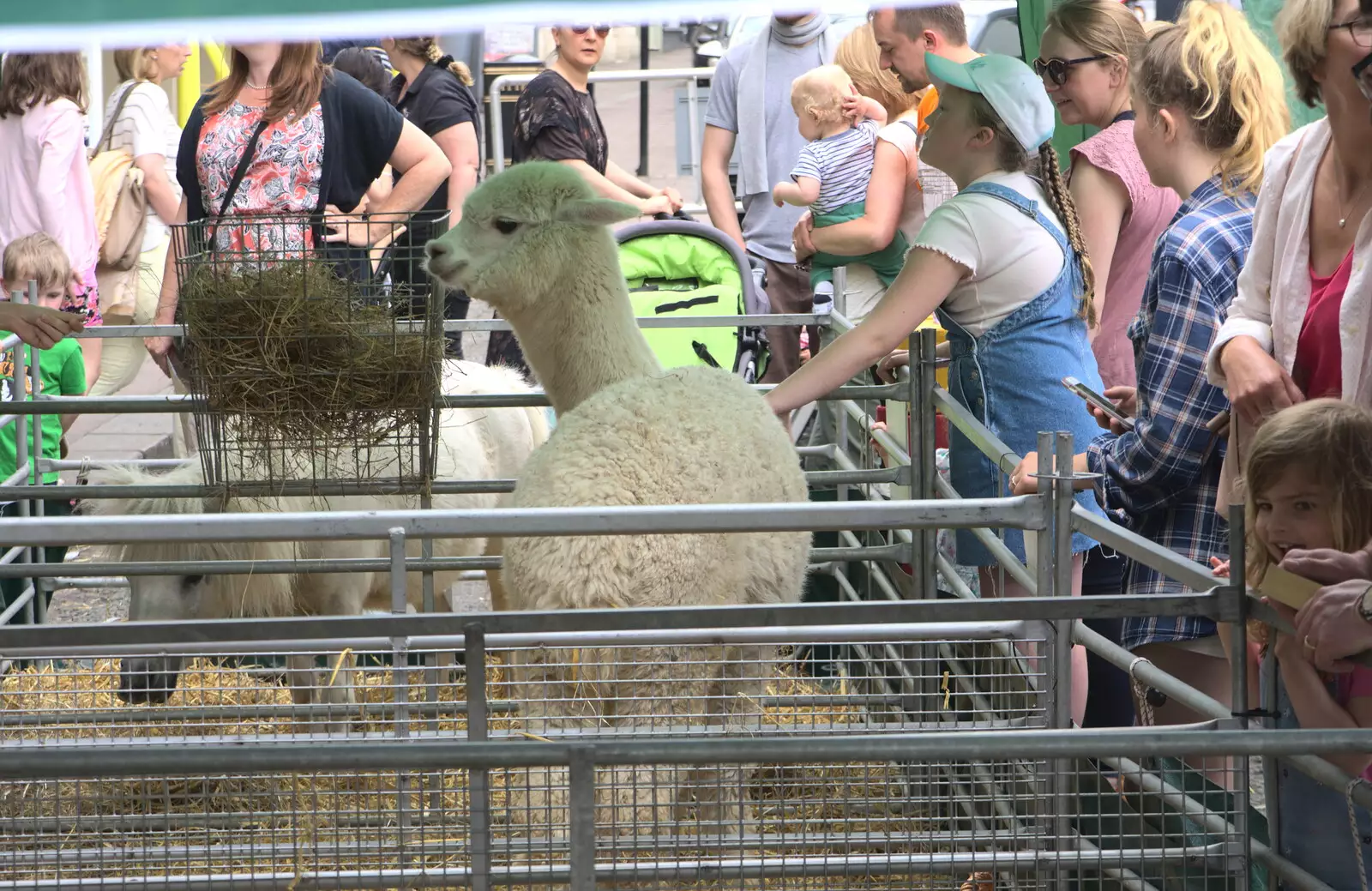 A baby Alpaca, from Wavy and Martina's Combined Birthdays, Thrandeston, Suffolk - 27th May 2017