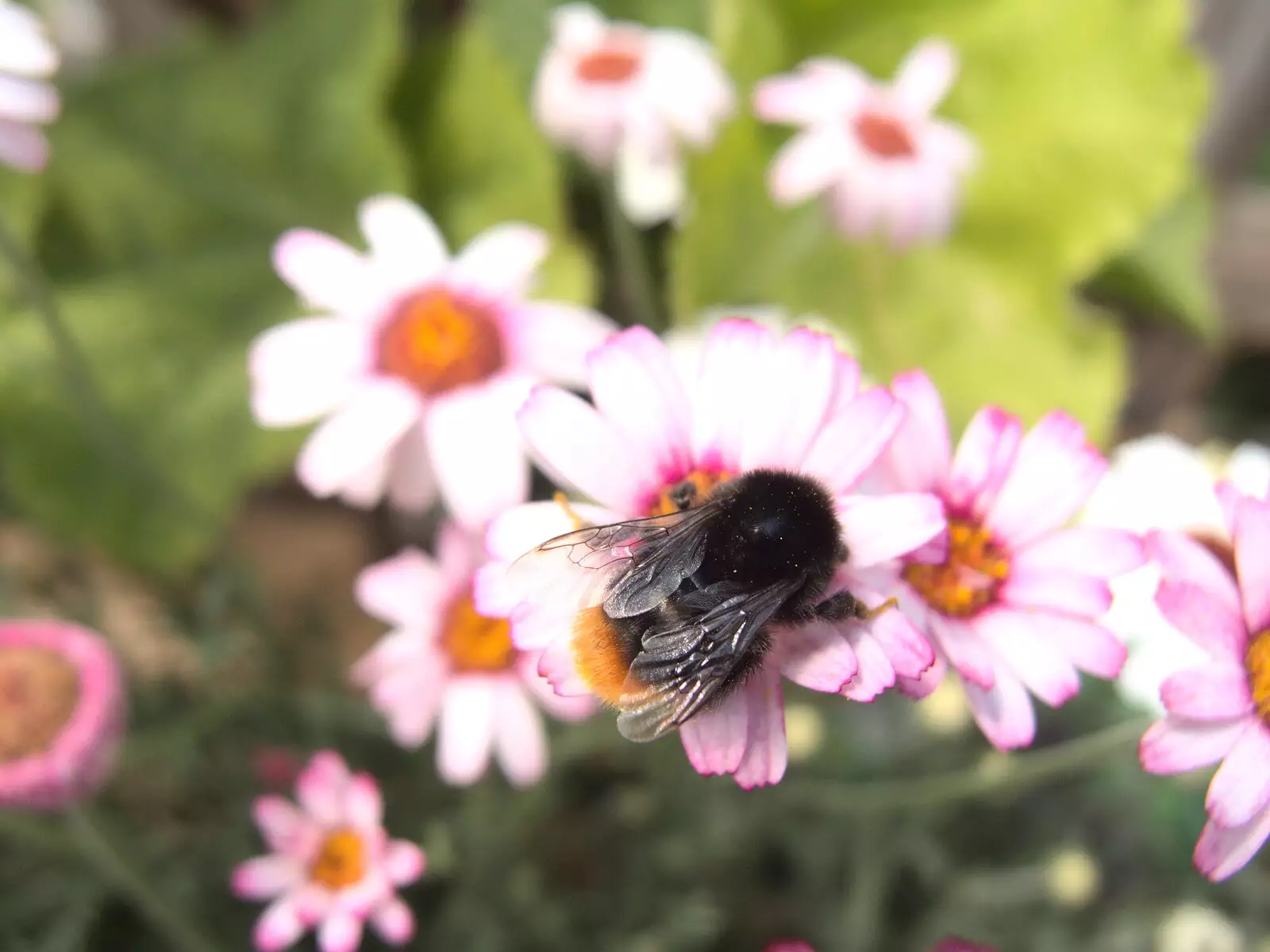 A bee does its thing, from A Retirement: The Last Night of The Swan Inn, Brome, Suffolk - 3rd June 2017