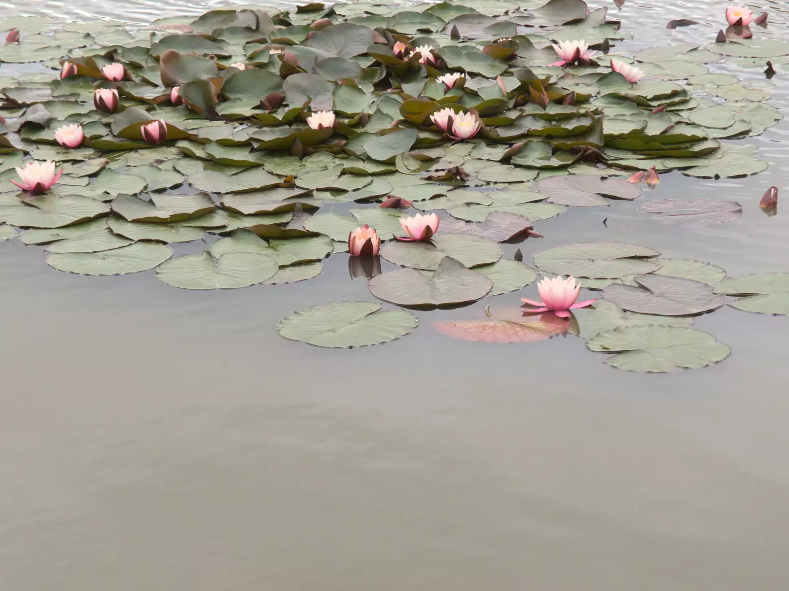 A lily pond, from Lifehouse and Thorpe Hall Gardens, Thorpe-le-Soken, Essex - 11th June 2017