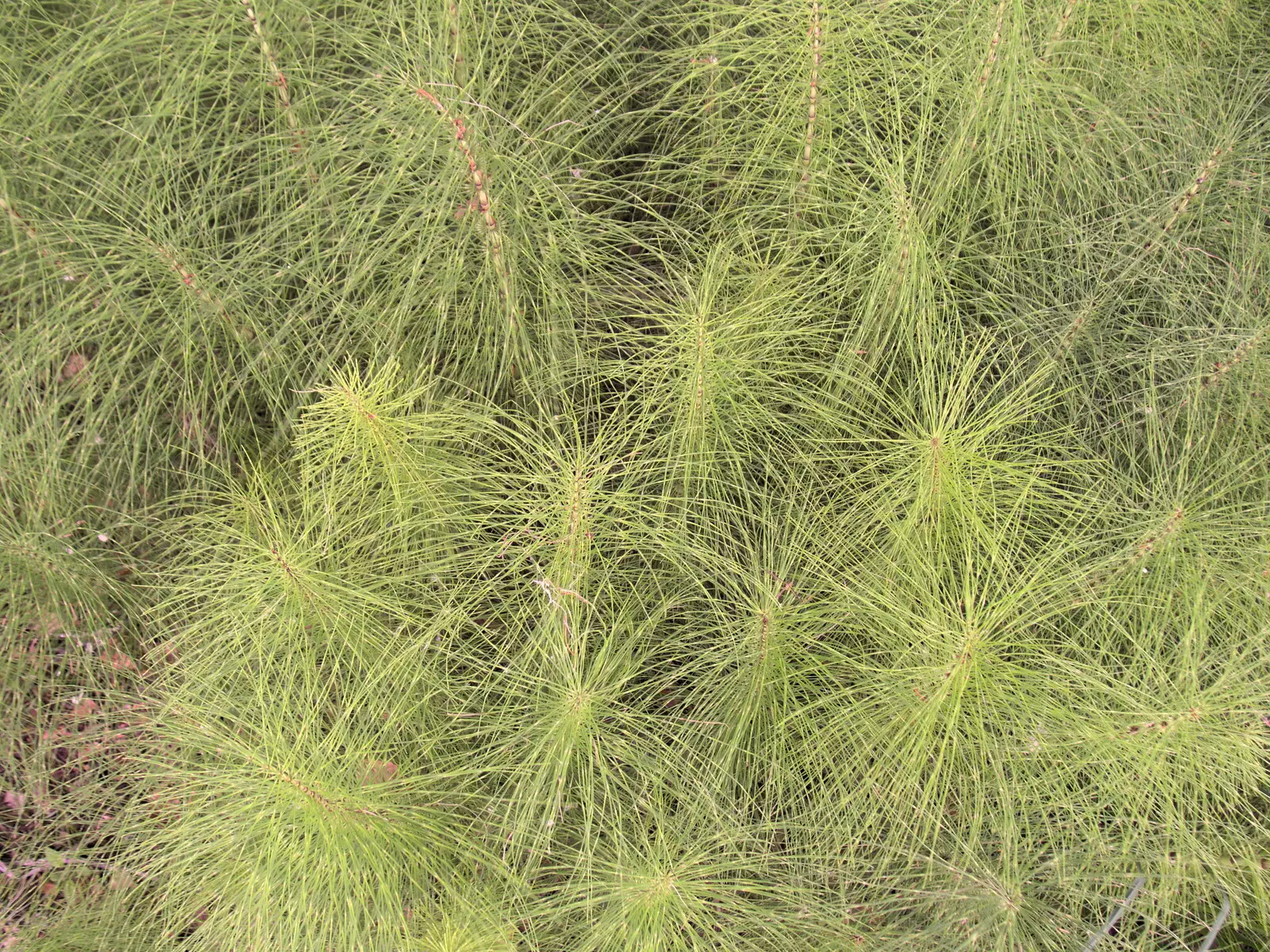 Some cool spindly plant, from Lifehouse and Thorpe Hall Gardens, Thorpe-le-Soken, Essex - 11th June 2017