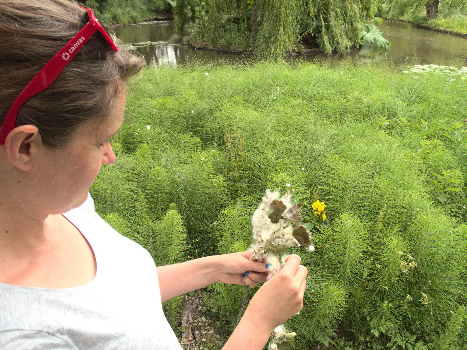 Isobel finds some fluffy plants from Lifehouse and Thorpe Hall Gardens, Thorpe-le-Soken, Essex - 11th June 2017