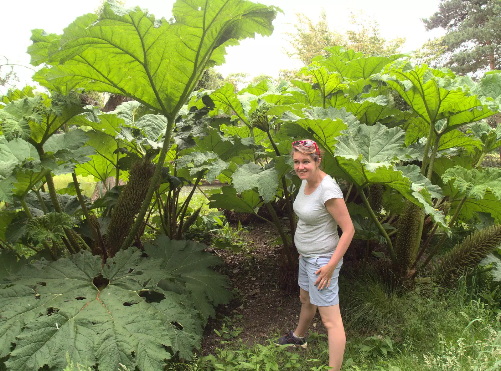 Isobel stands in amongst some giant plants, from Lifehouse and Thorpe Hall Gardens, Thorpe-le-Soken, Essex - 11th June 2017