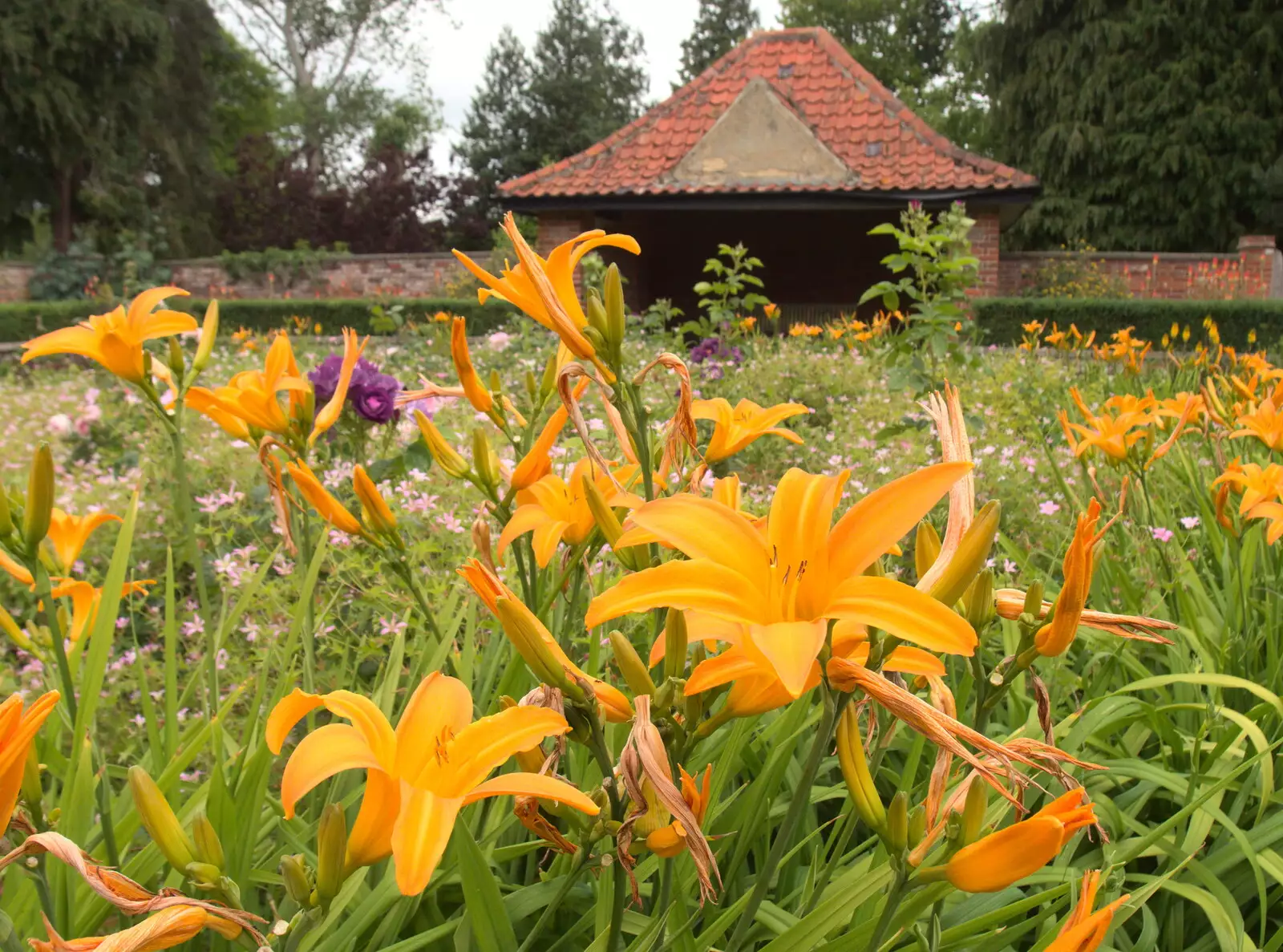 Nice orange flowers, from Lifehouse and Thorpe Hall Gardens, Thorpe-le-Soken, Essex - 11th June 2017