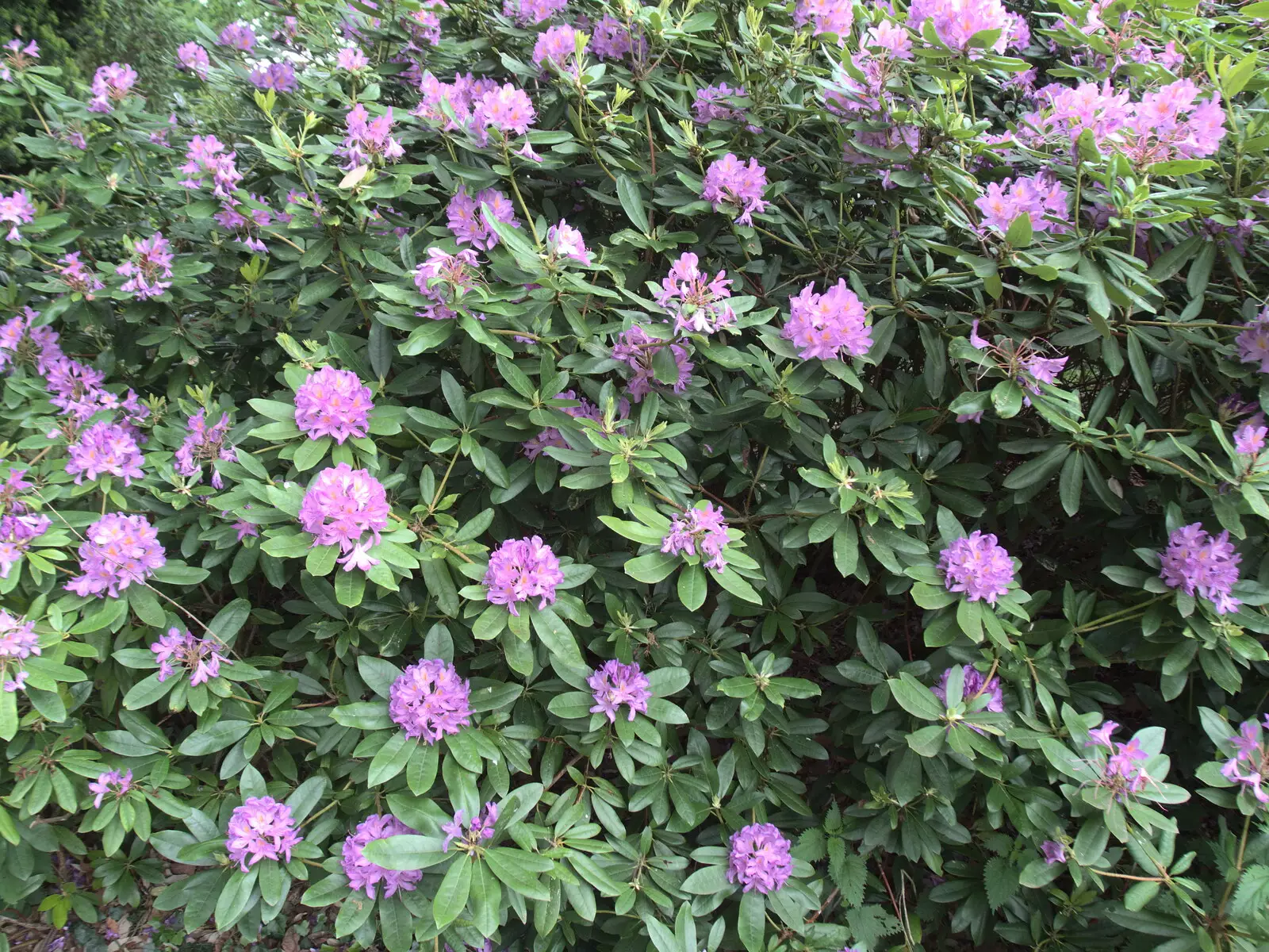 Purple flowers, from Lifehouse and Thorpe Hall Gardens, Thorpe-le-Soken, Essex - 11th June 2017