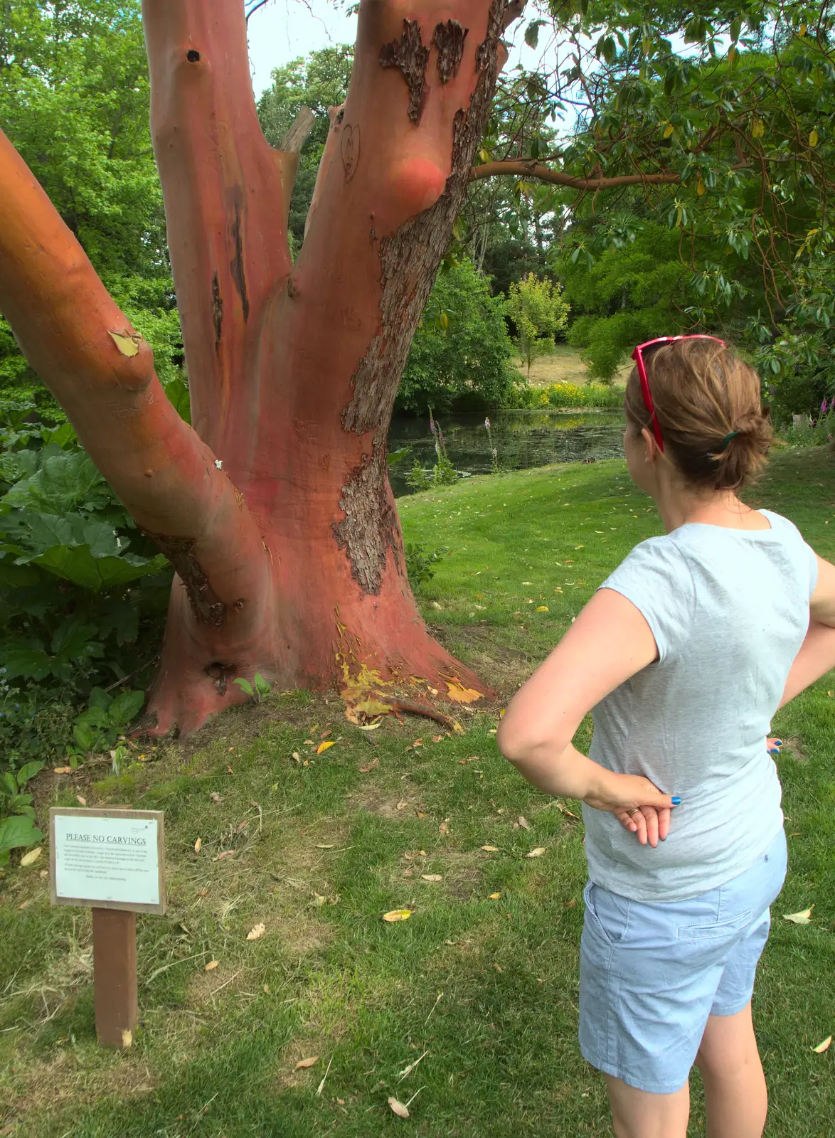 We look at a rare Strawberry Tree, from Lifehouse and Thorpe Hall Gardens, Thorpe-le-Soken, Essex - 11th June 2017