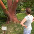 We look at a rare Strawberry Tree, Lifehouse and Thorpe Hall Gardens, Thorpe-le-Soken, Essex - 11th June 2017